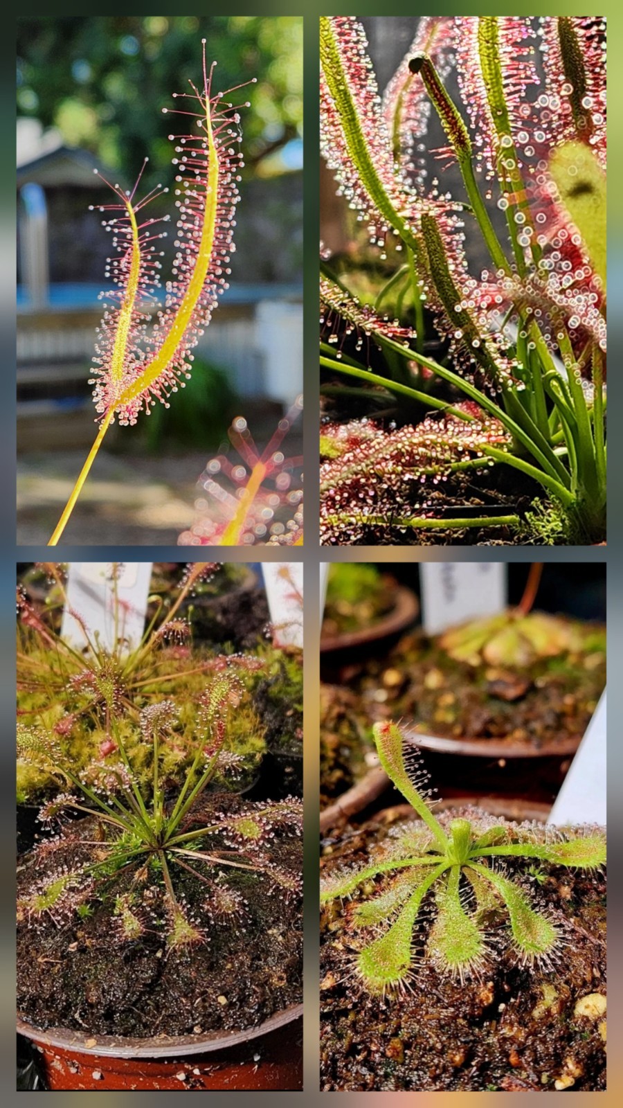 CARNIVOROUS PLANT 4 PACK- LIVE-SBCI (Sundews)