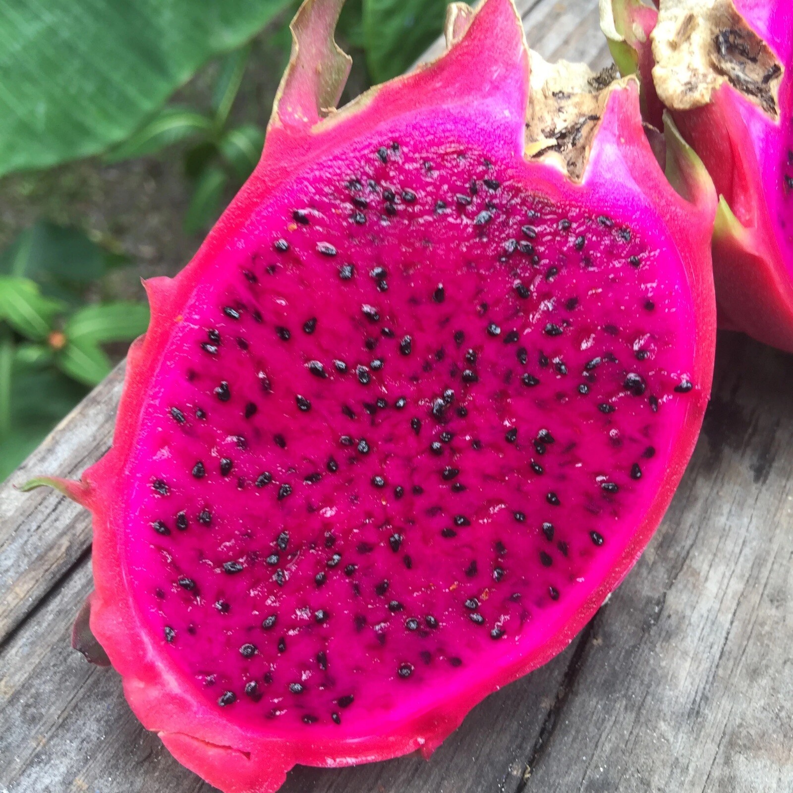 50 Red Dragon Fruit Seeds Pitaya Pitahaya Hylocereus Undatus Cactus Grow Rare