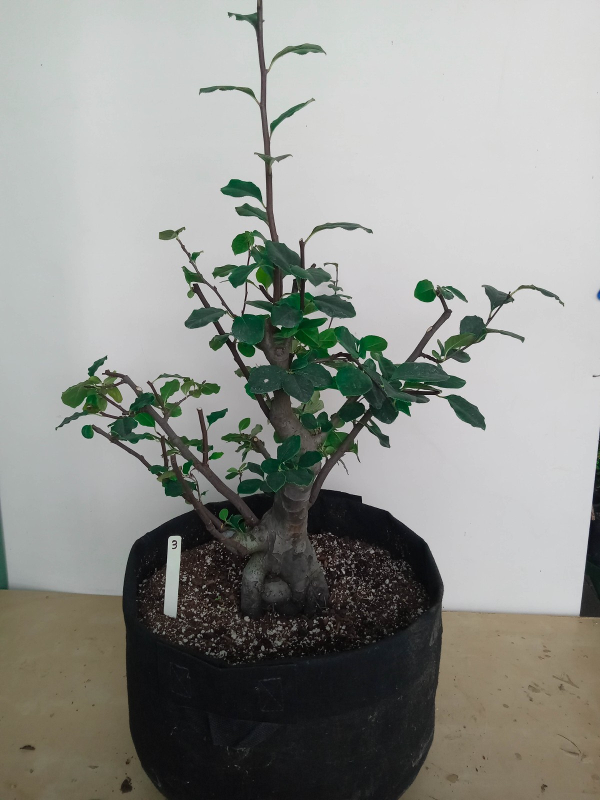 Chinese Quince specimen flowering, fruiting bonsai tree #3