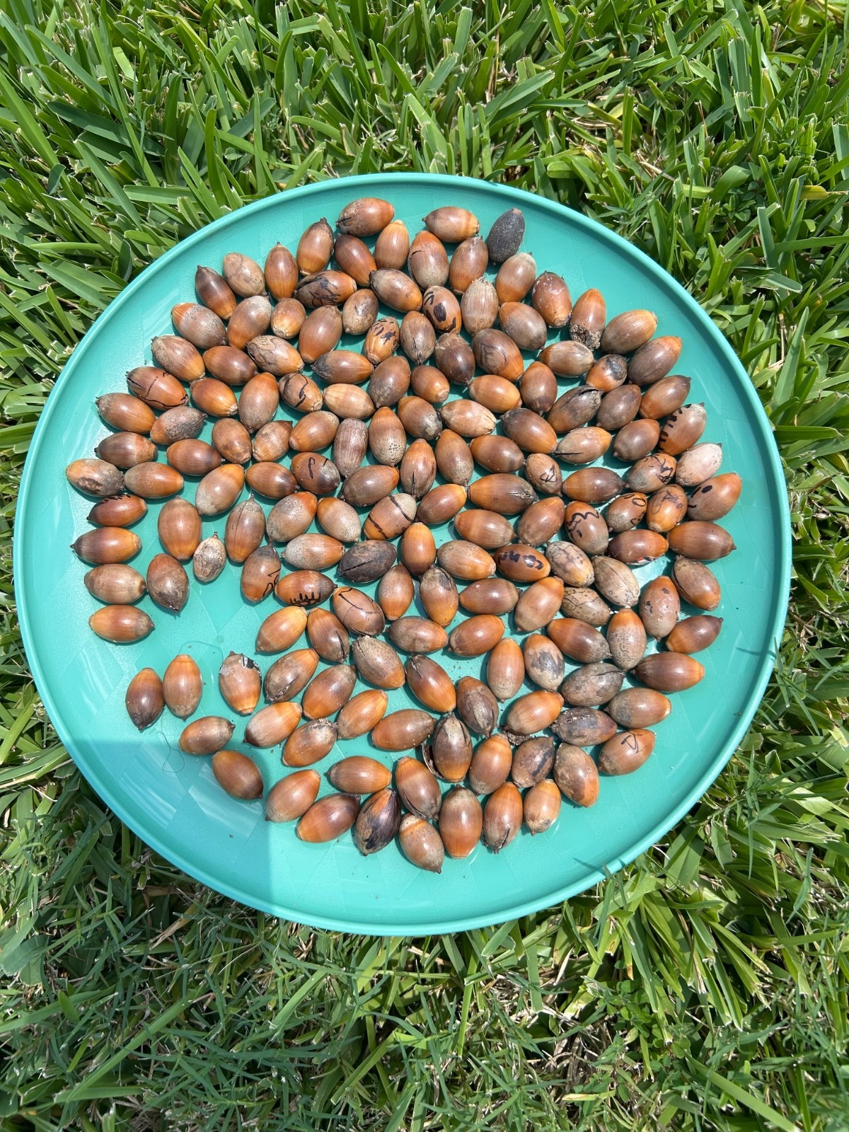 10 LIVE OAK ACORN Seeds For Planting
