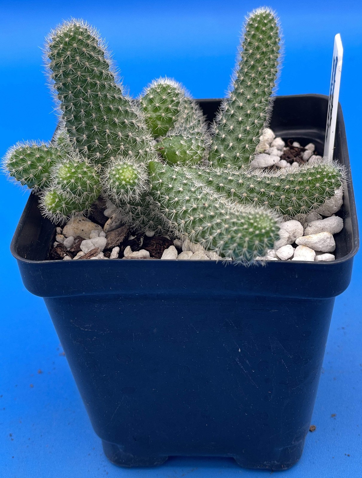 Rebutia Fabrisii Cactus – Rooted in 3.5″ Pot – Beautiful Masses Of Orange Flower