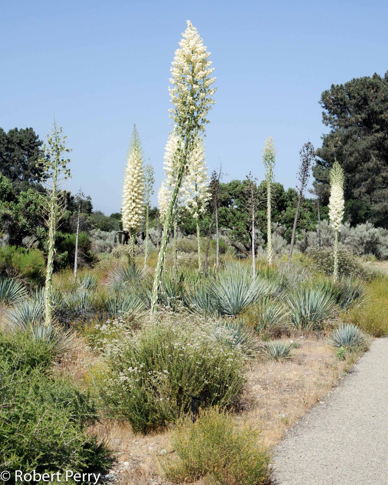 Yucca Whippiei aka Our Lords Candle 10 Seeds Free Shipping!