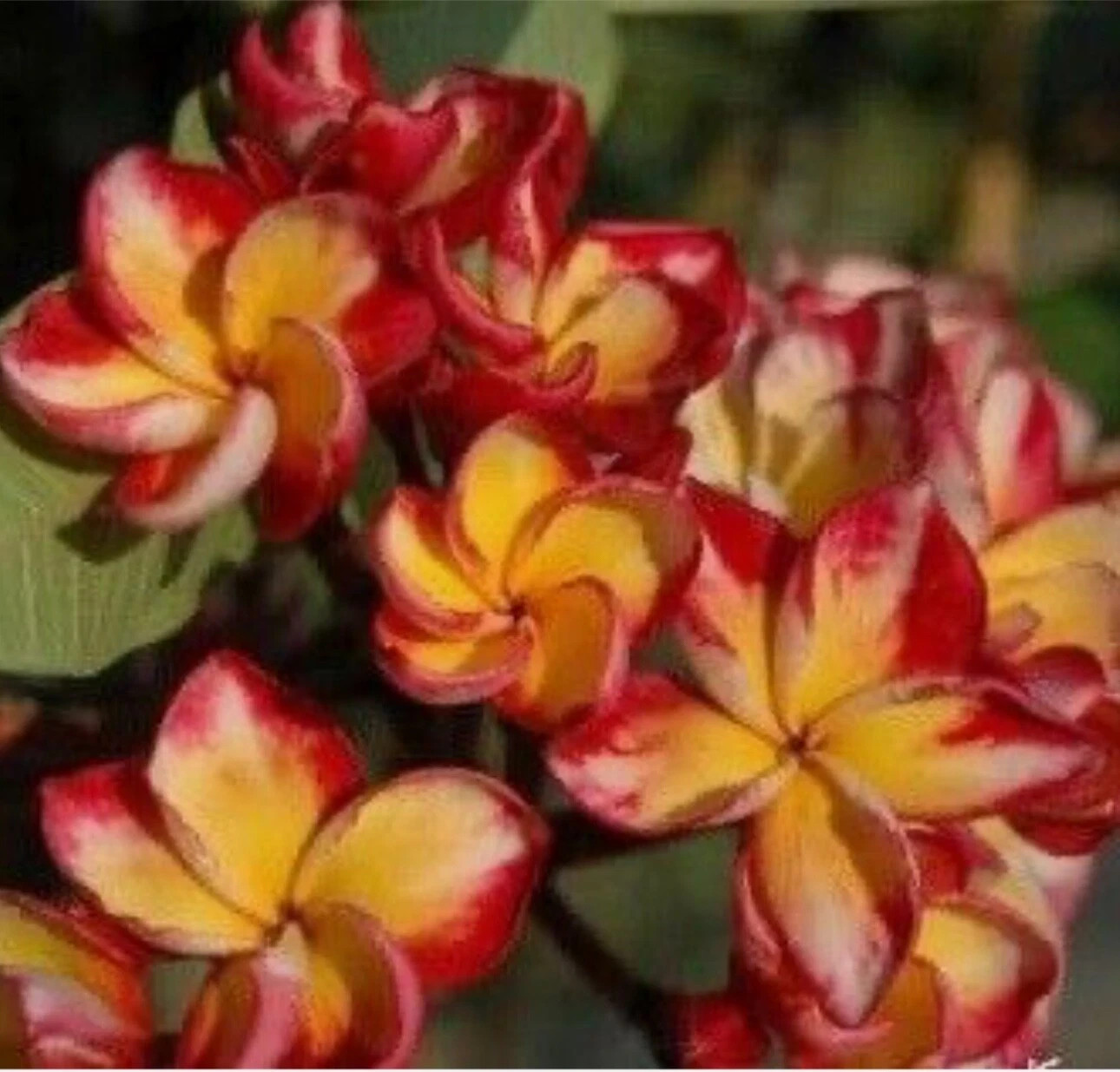 Manneechan-Plumeria Rubra Frangipani-SMALL Rooted Seedling Plant-4-6 inches tall