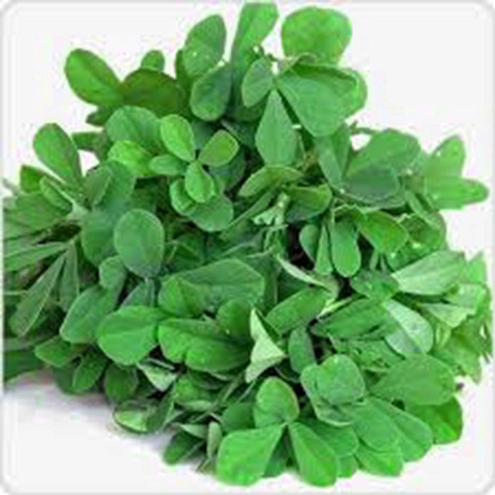 FENUGREEK, HERB SEED, HEIRLOOM, 100 SEEDS, NON GMO, SPICE, HERB GARDEN