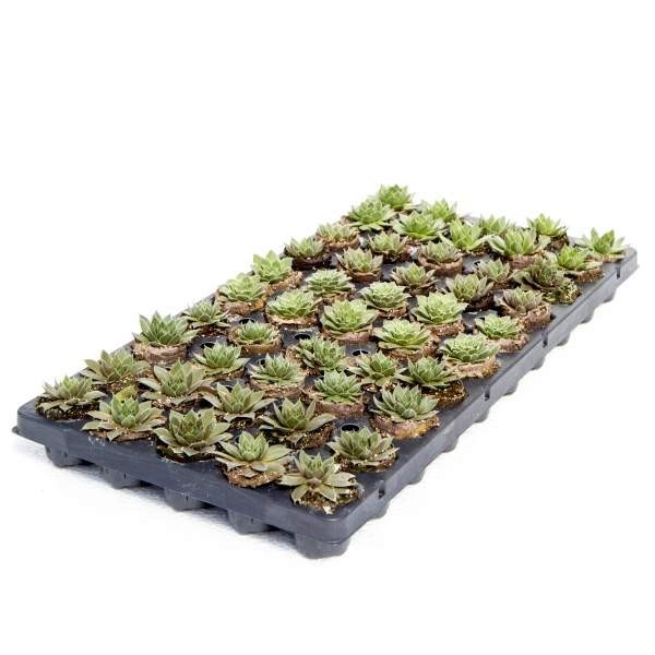 Succulents Sempervivum Assortment Rooted Starter Plant (Pack of 3)