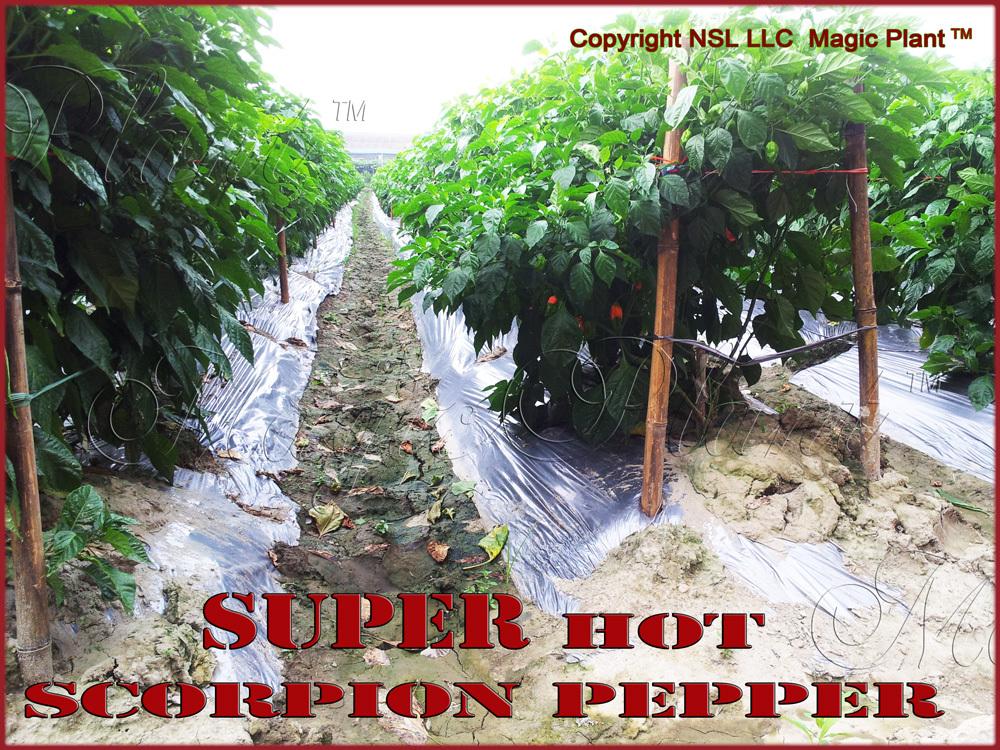 Scorpion Pepper Seeds – 50 Seeds To Grow Scorpion Plants (High Germination Rate)