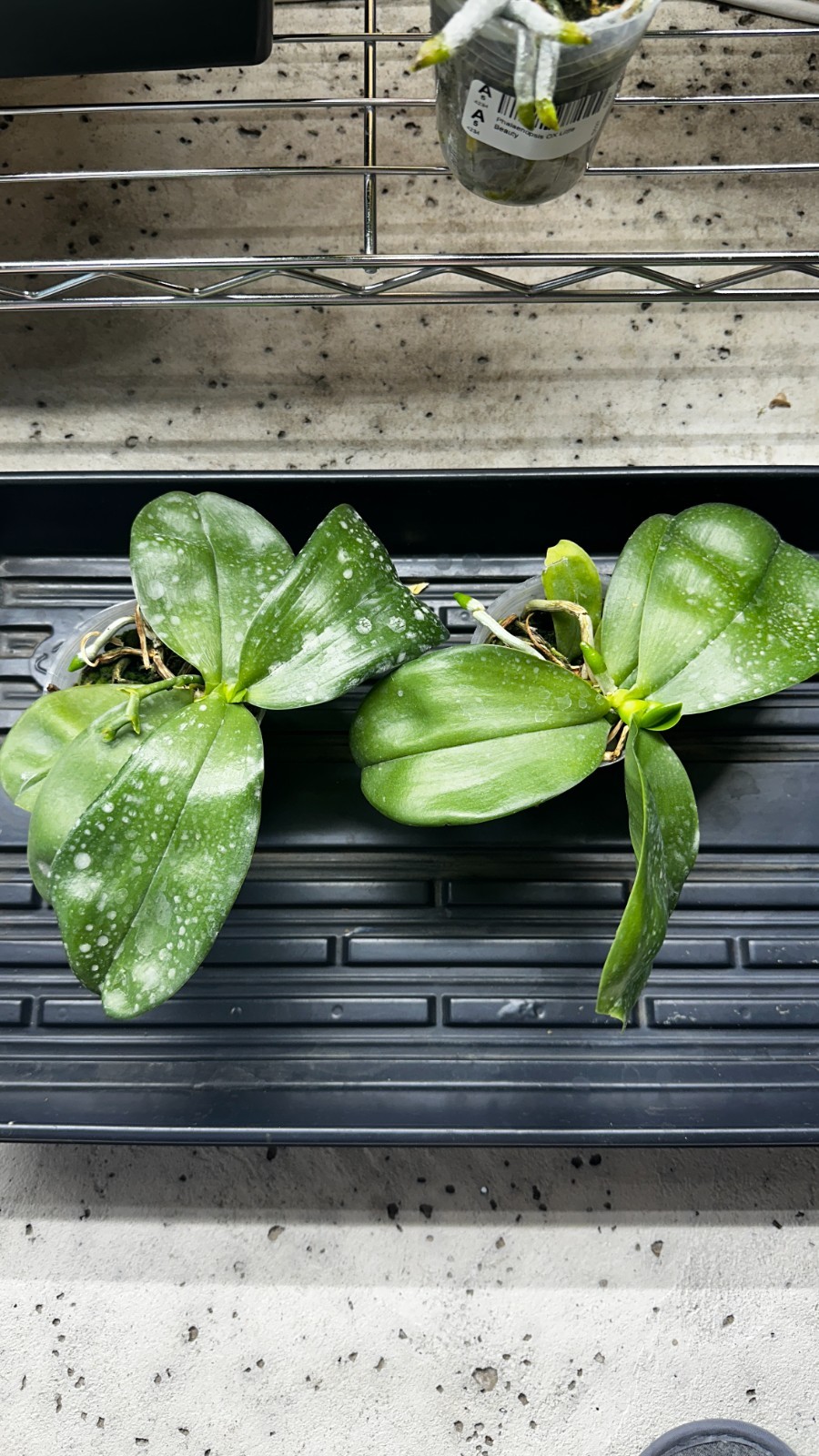 Phalaenopsis Miki Deep Coffee Turtledove ‘Energy’ [IN SPIKE]