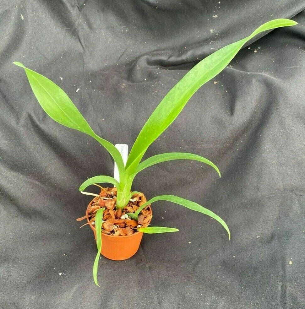 Brassidium Golden Gamine ‘White Knight’, Orchid Plant Shipped in 2.5″ Pot.