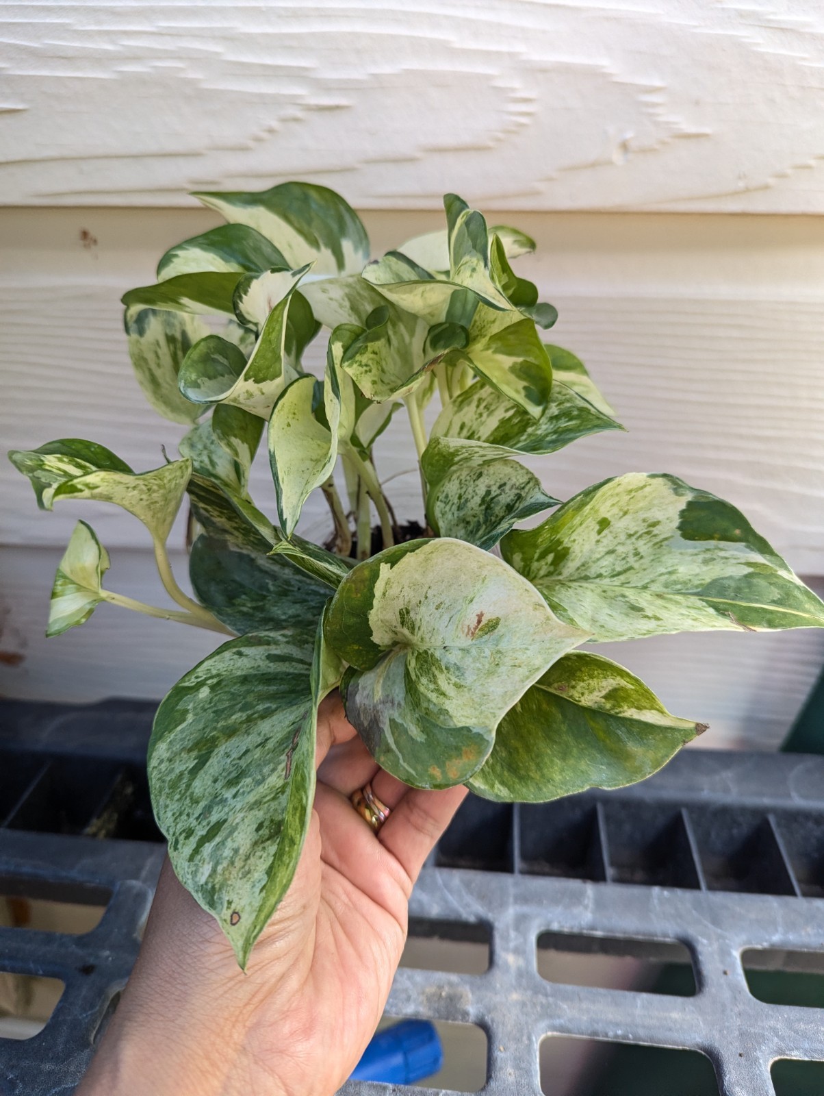 Manjula Pothos Plant
