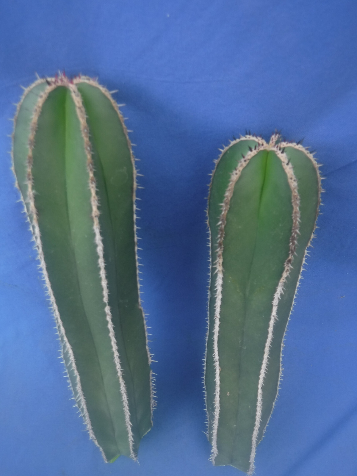 Mexican Fence Post Cactus Pachycereus marginatus TWO CUTTINGS 10″-12″ Tall