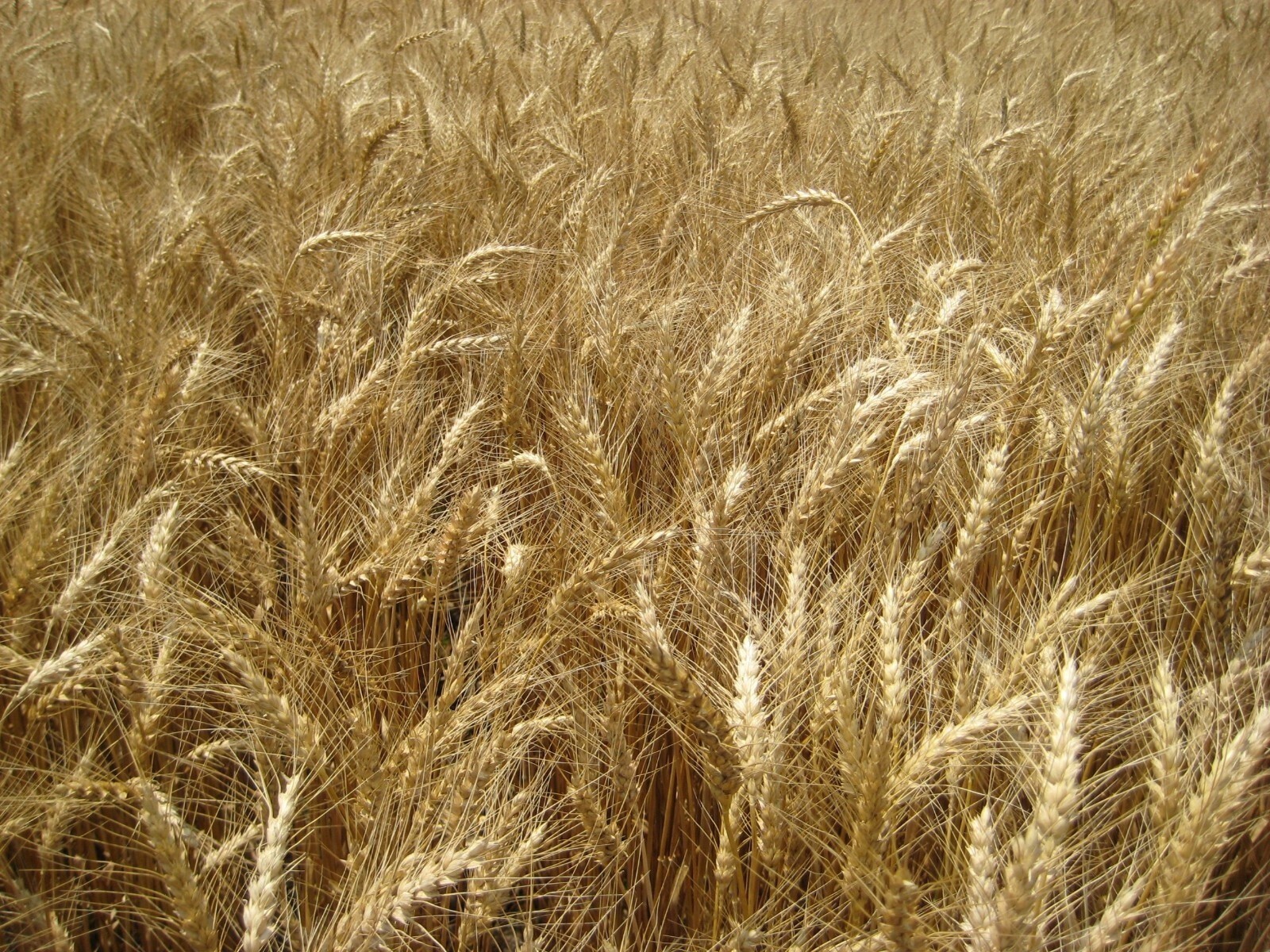 Hard Red Winter Wheat Seeds NON-GMO for planting sprouting fodder storage