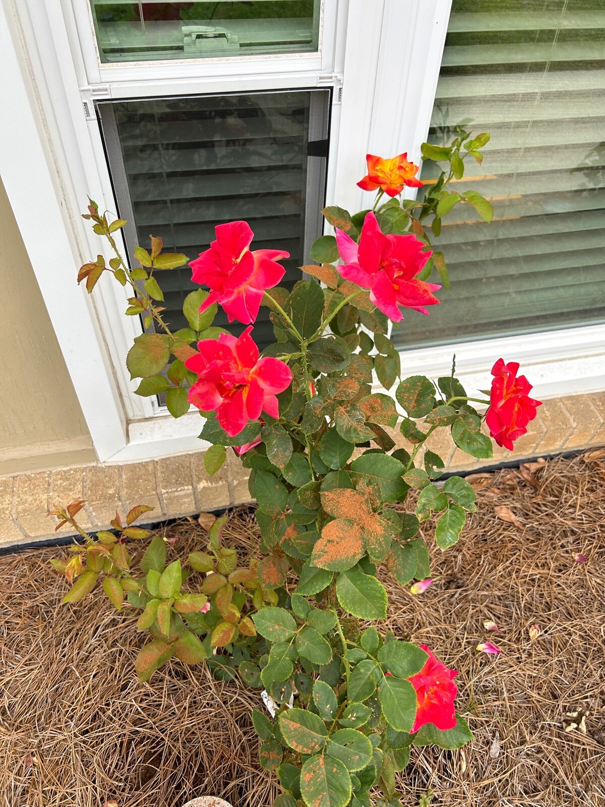20 EXOTIC RARE ROSE SEEDS home garden flower plant bush diy sun Rosas hybrid tea
