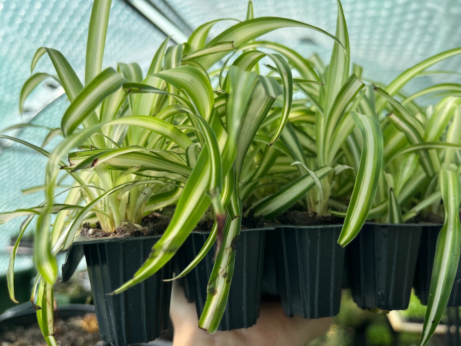 Variegated Spider Plants (Chlorophytum): A Natural Air Purifier for Your Home