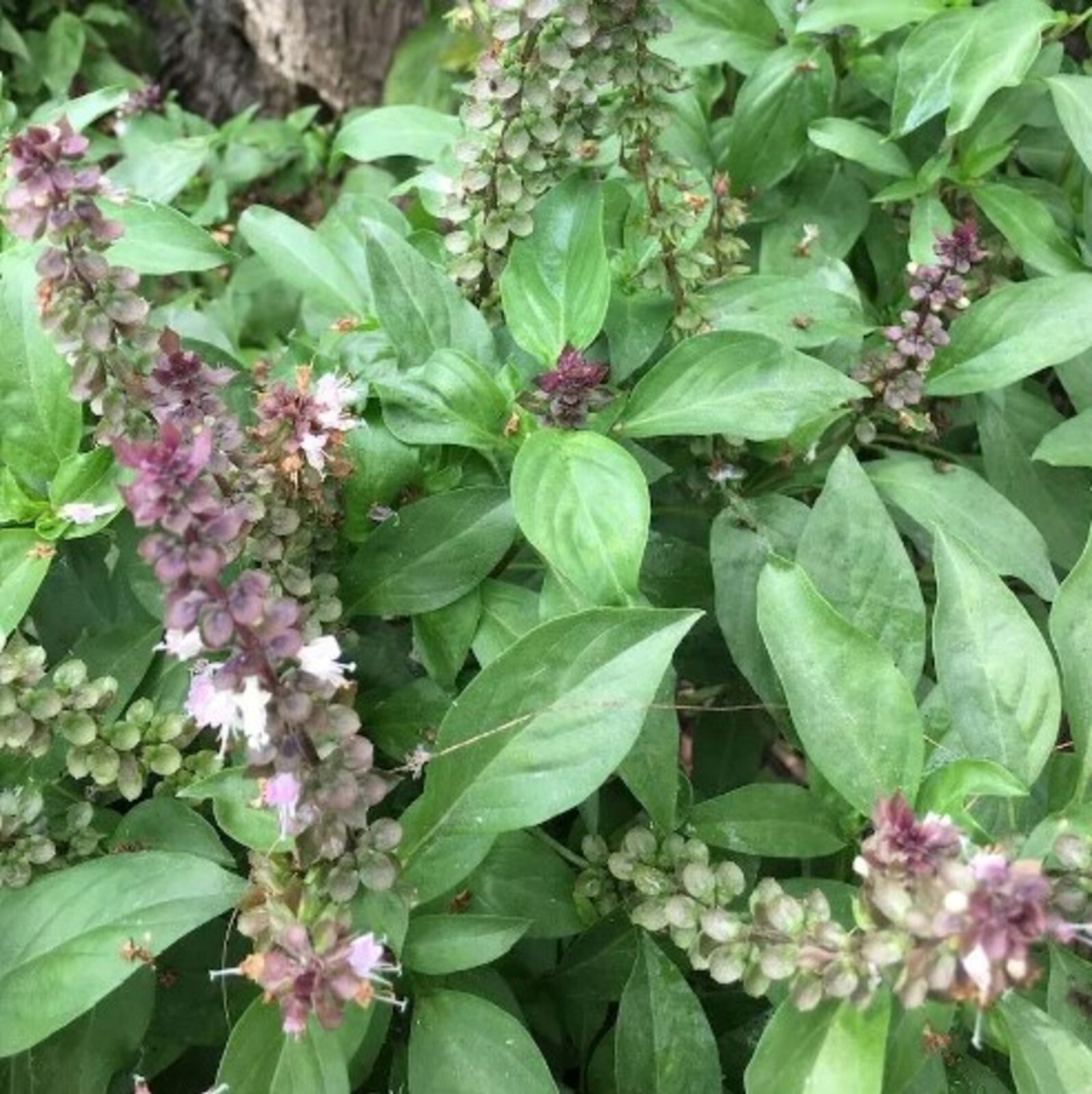 Ocimum Sanctum 250+ Seeds, Tulsi Holy Basil Culinary Therapeutic Herb