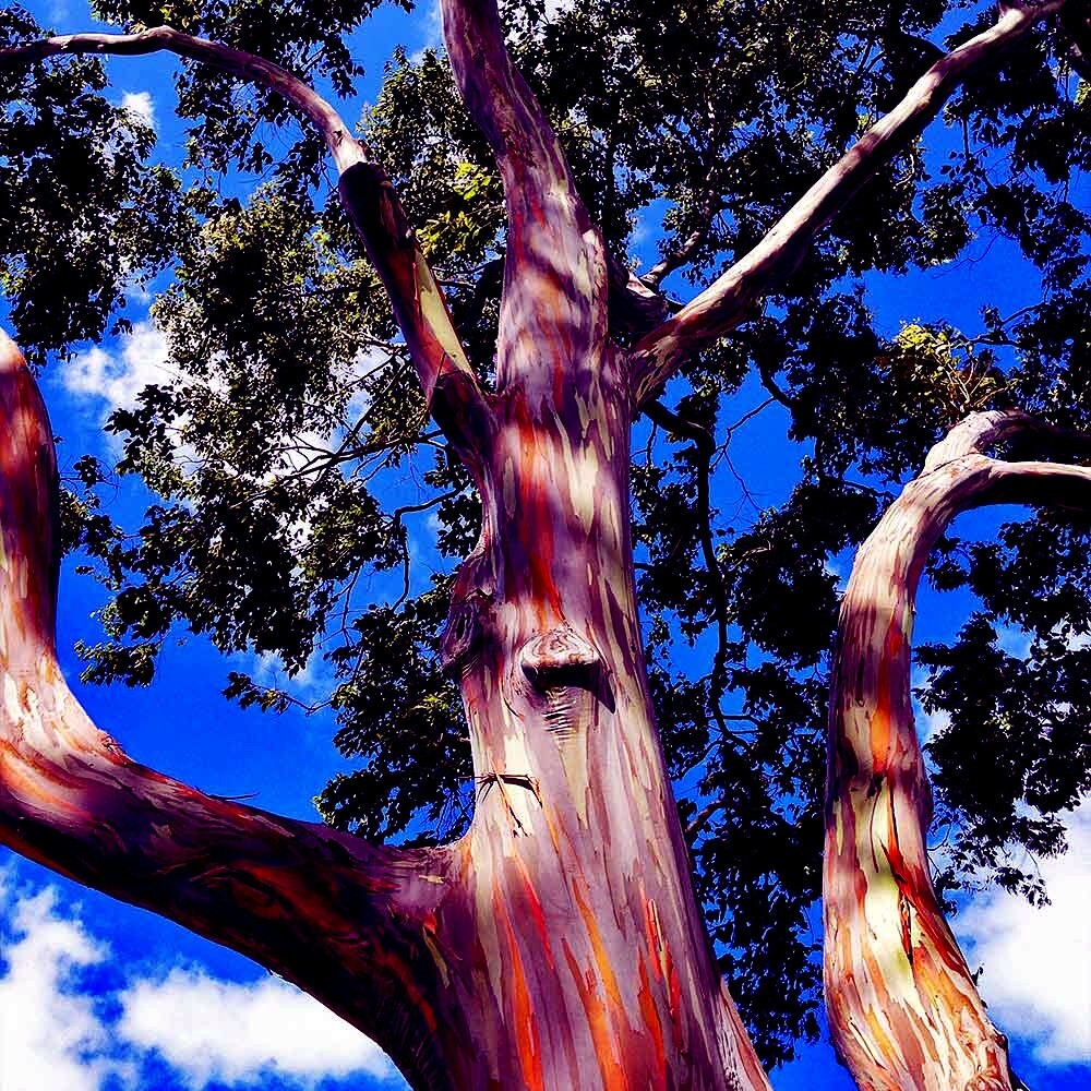 50 Rainbow Eucalyptus deglupta Tree Seeds Fast Tropical Indonesian Mindanao Gum