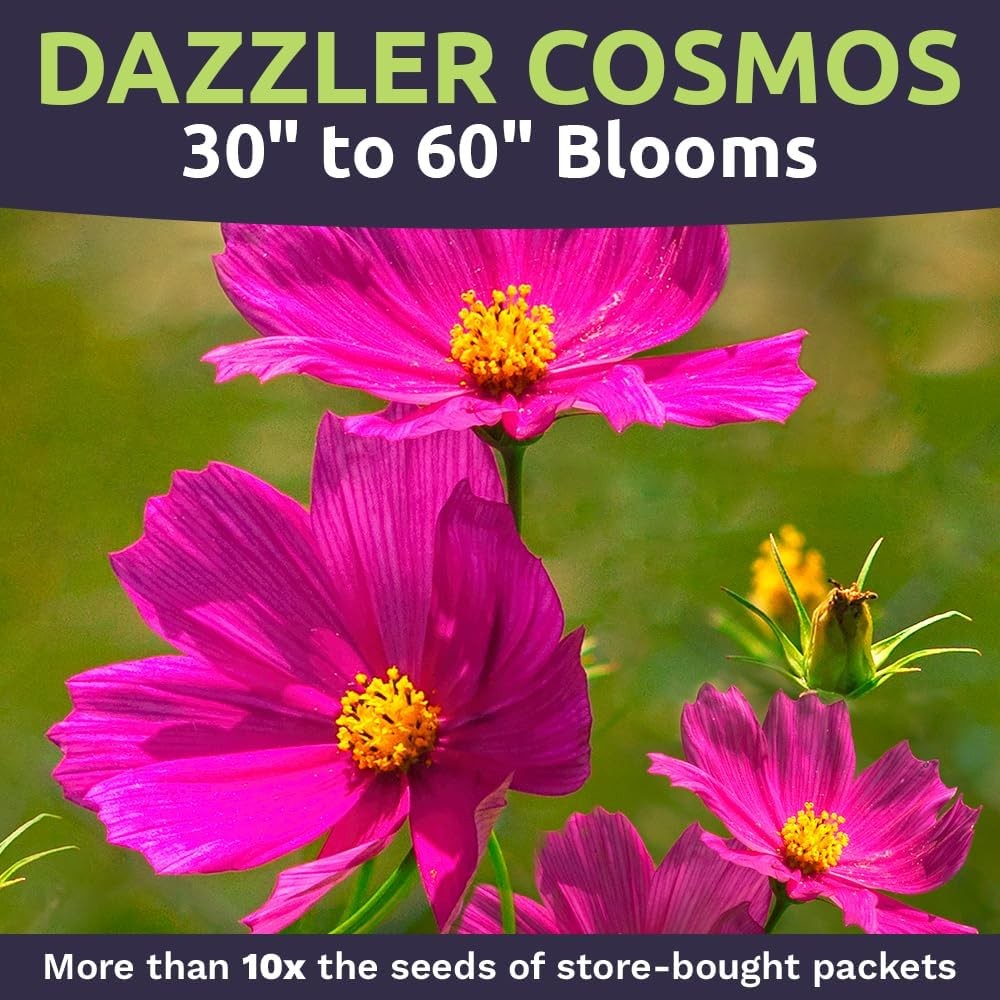 Dazzler Cosmos Wildflower Seeds – Extra Large 1 Ounce Packet – Over 5000 Fresh