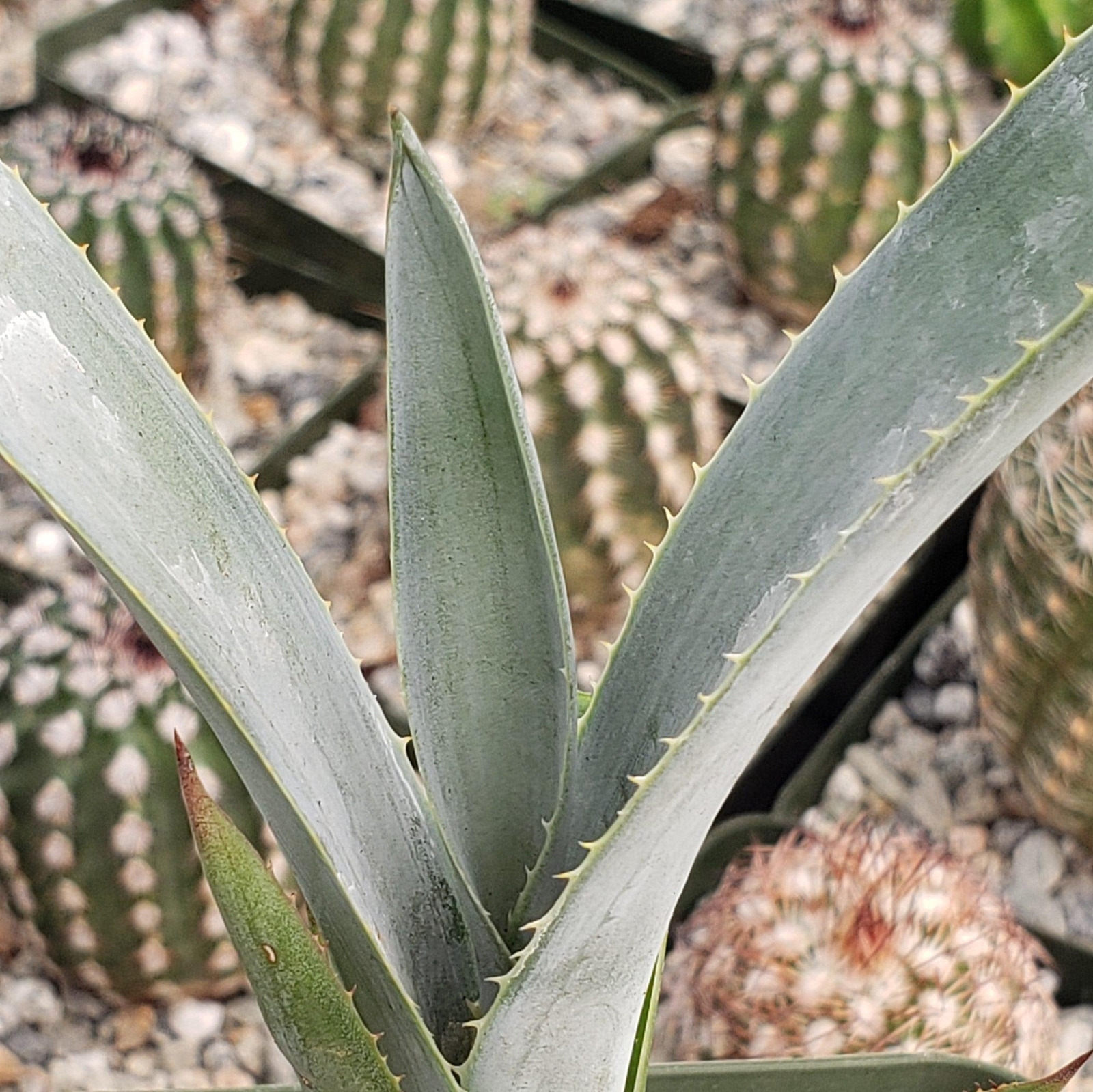 Blue agave – Agave Tequilana ‘Tequila Plant’ cactus Cacti Succulent real live pl