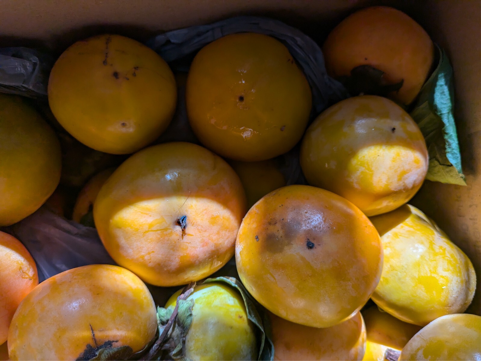 Fresh Organic Fuyu Persimmon 21 LBS