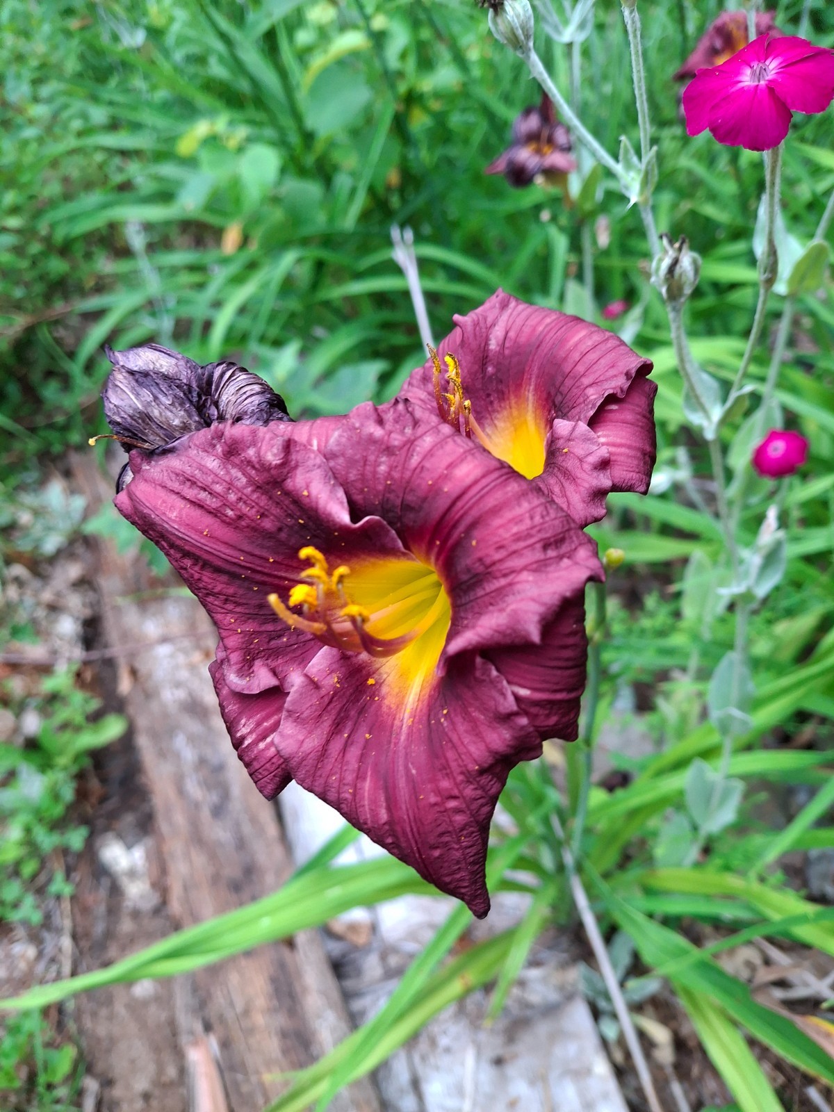 Hemerocallis ‘grape Magic ‘ Daylily one mature eyes, bareroot