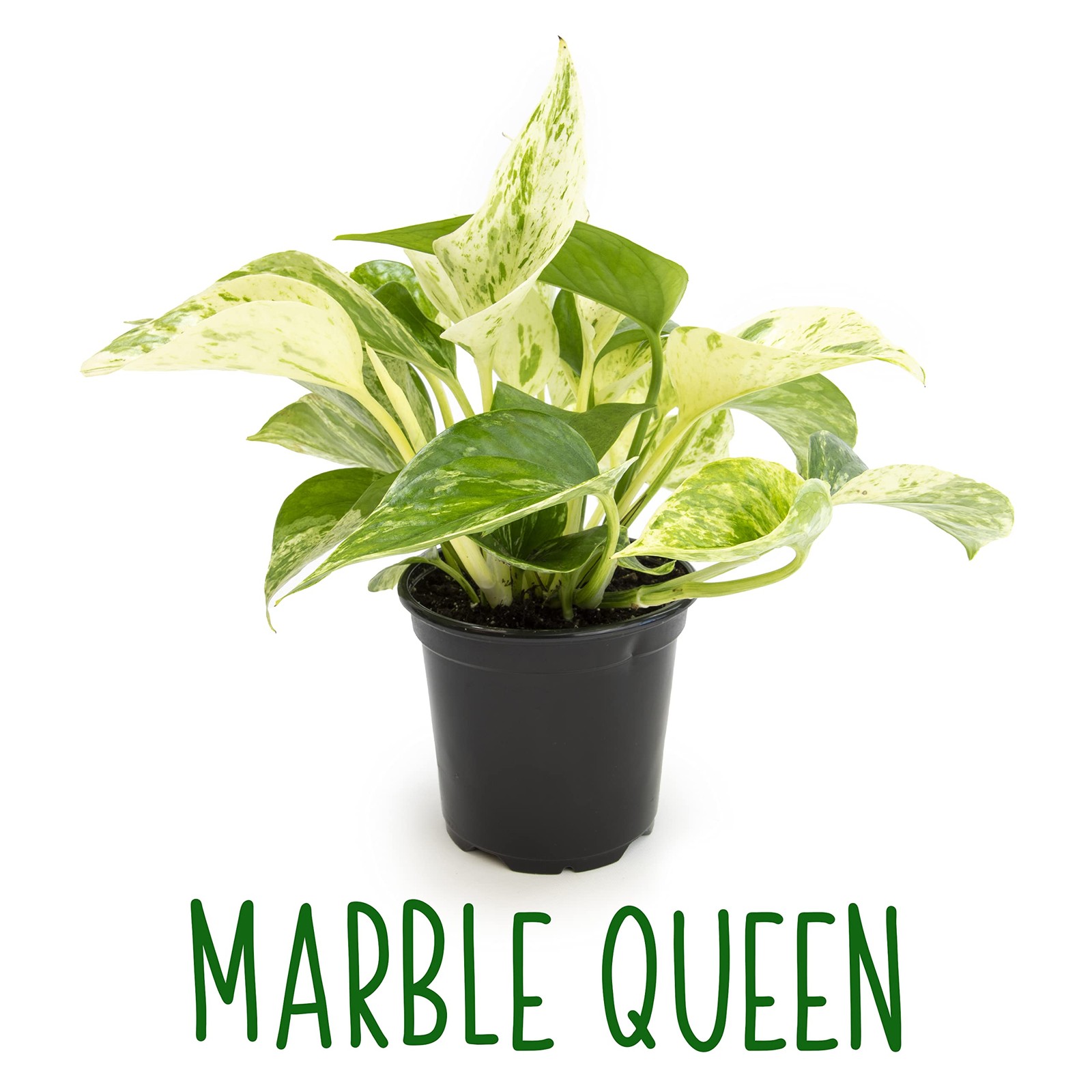Altman Plants Live Pothos Plants 4Pk Indoor Plants Live Pothos Live Plant House