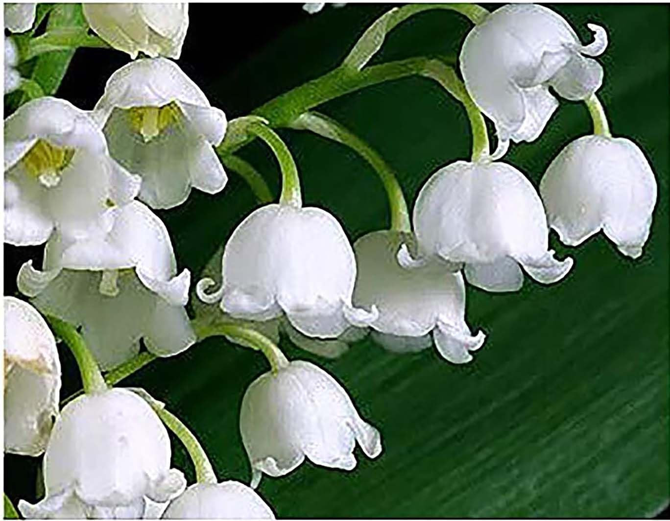 20 Large Lily of the Valley Bare Root Pips – Fresh May Blooms from Holland
