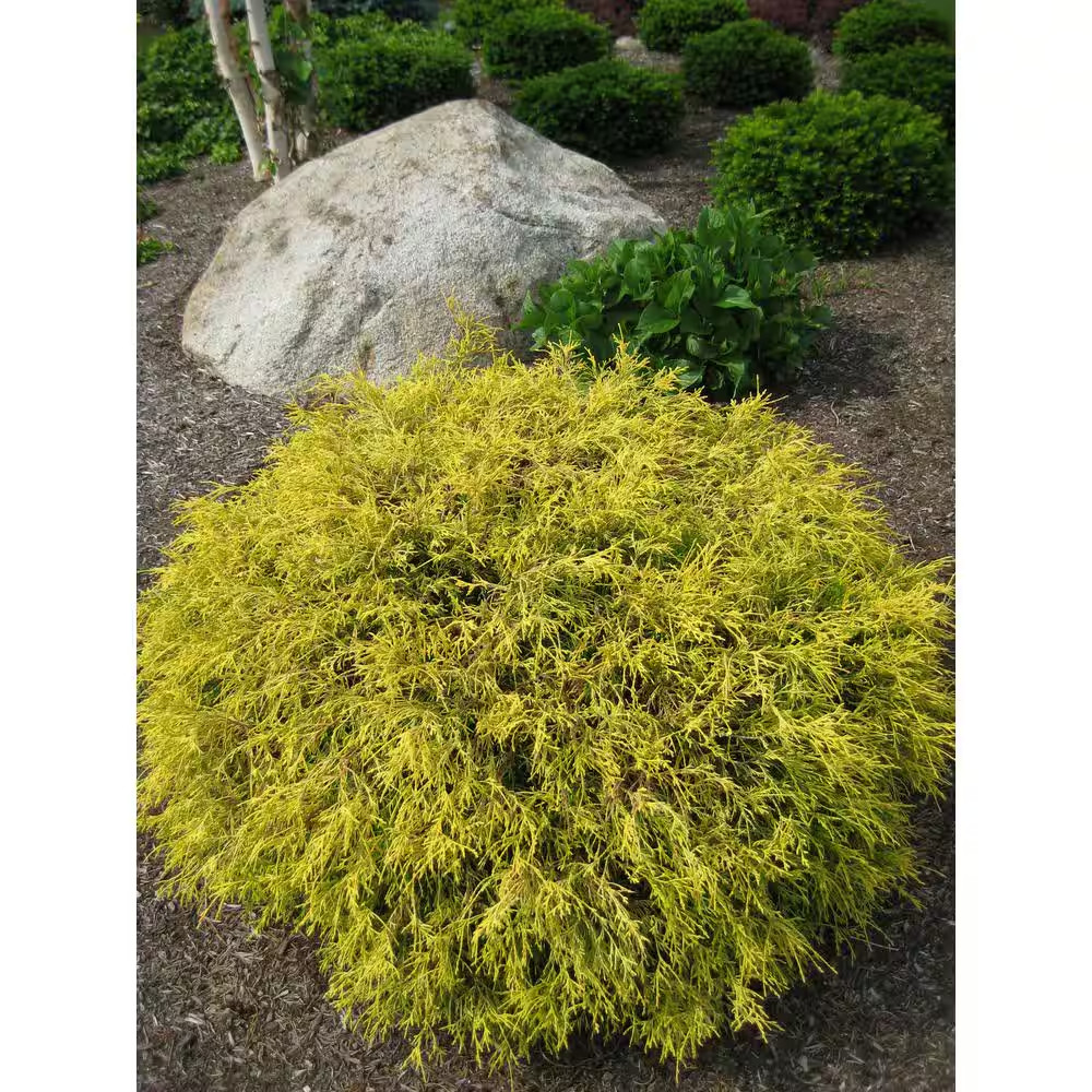 1 Gal. Kings Gold Threadbranch Cypress Shrub Brings Rich, Permanent Color to Any