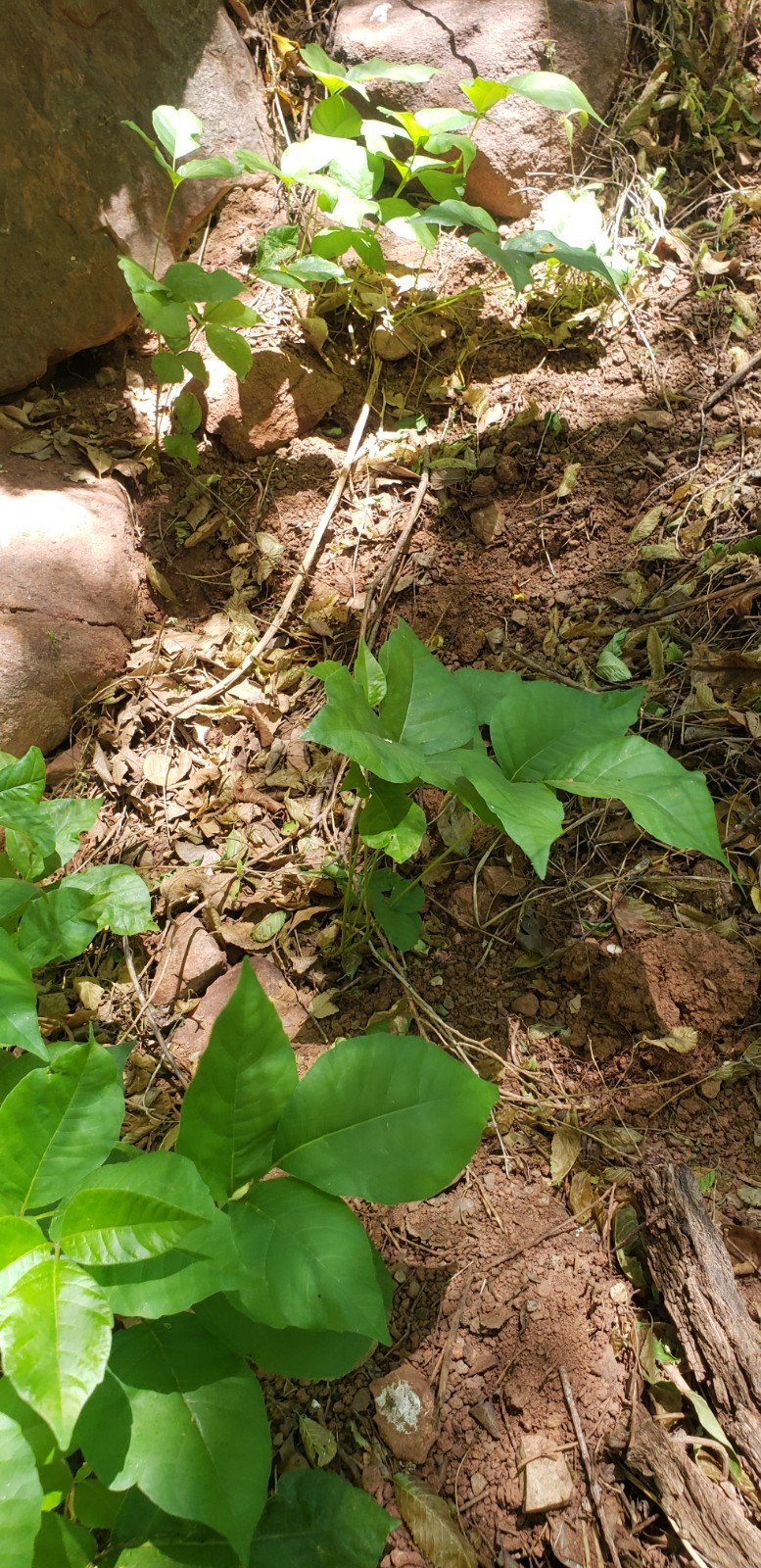 Poison Ivy. Live Green Plant Seedling Plants Growing Outdoors in Soil Rooted.