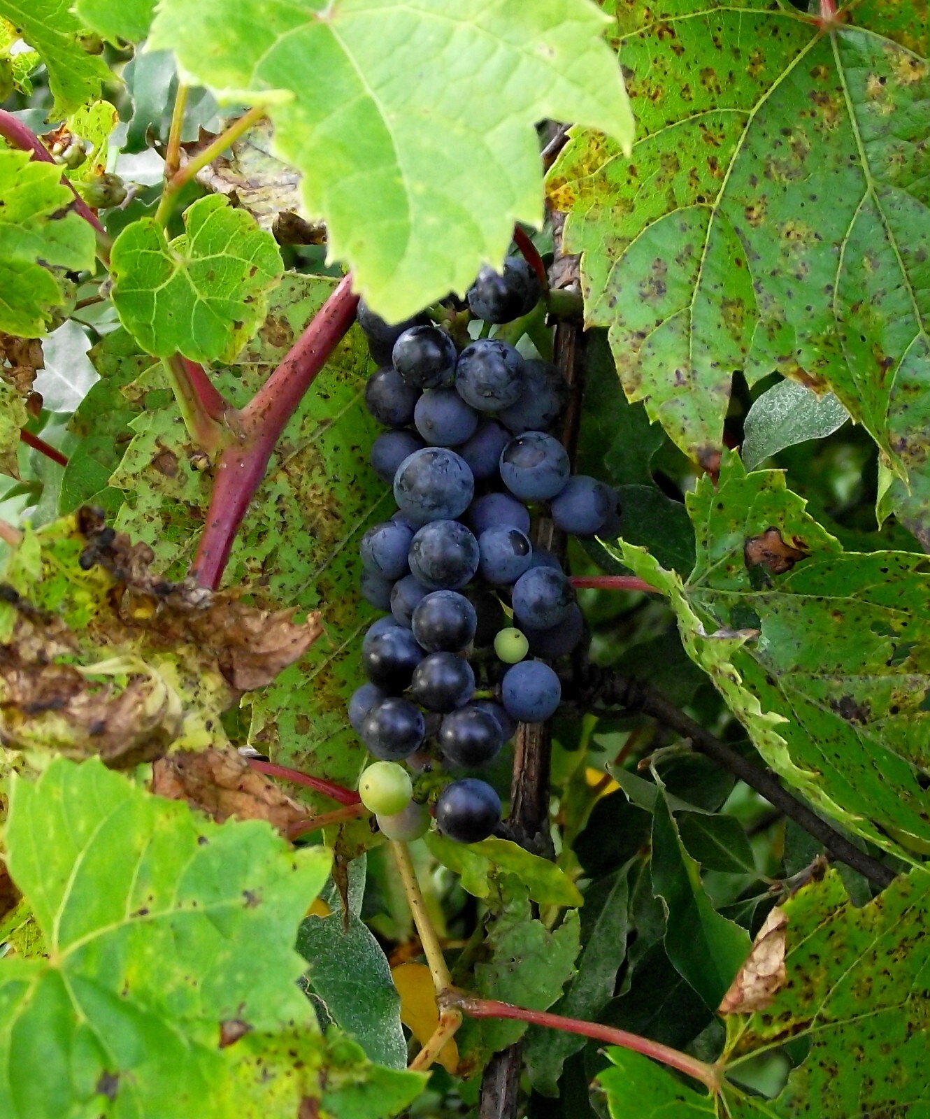 Riverbank Grape (Vitis riparia), 20 seeds