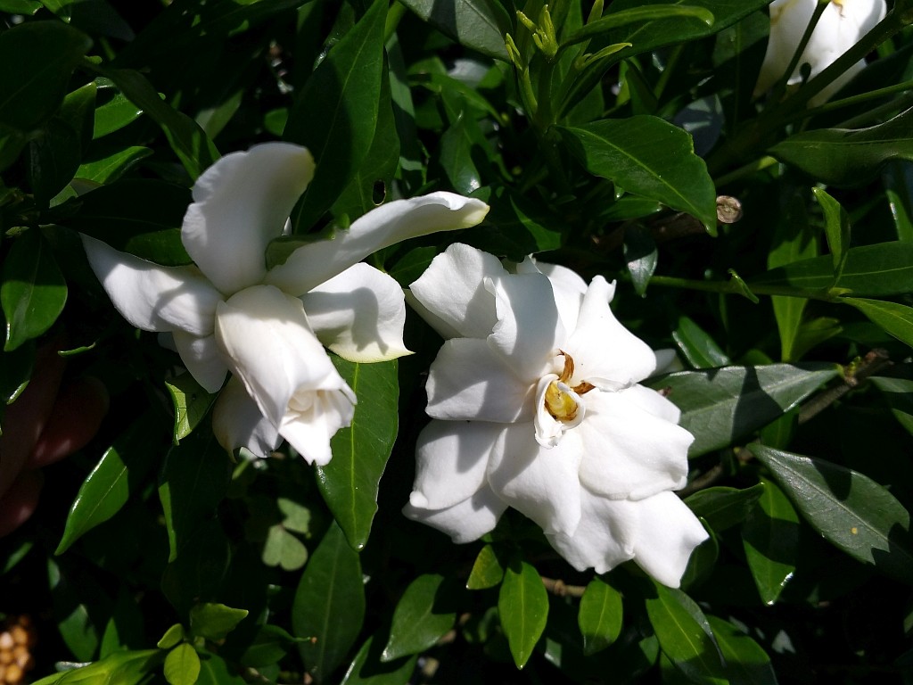 DWARF RADICANS Miniature Gardenia Live Plant Low Grower Fragrant White Flower