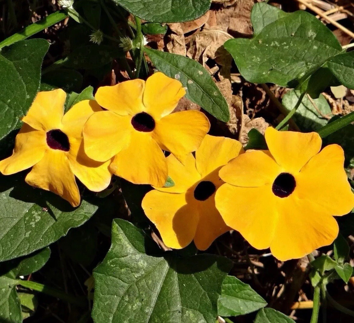 BLACK EYED SUSAN VINE 20 Seeds Thunbergia Alata