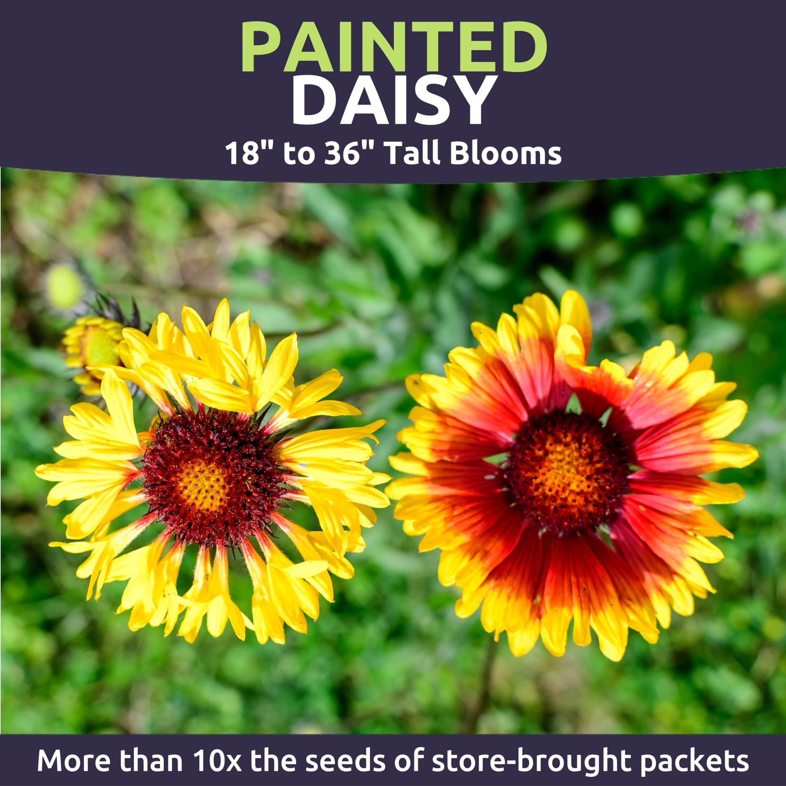 Painted Daisy Large 1 Ounce Packet 10,000 Flower Seeds For Planting Bloom