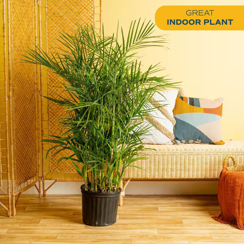 Bamboo Palm, Chamaedorea Seifrizi Plant in 10 In. Grower’S Pot, Avg. Shipping He