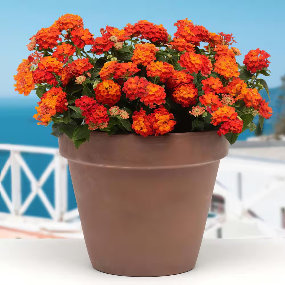 4 In. Lucky Red Bloom Lantana Plant (3-Piece)