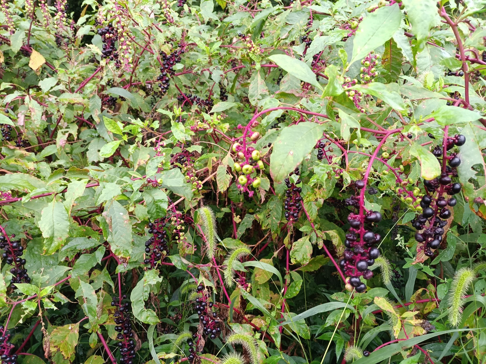 Pokeweed Seed (Phytolacca americana) ~ 100 to 100,000 seeds ~ bulk poke seed