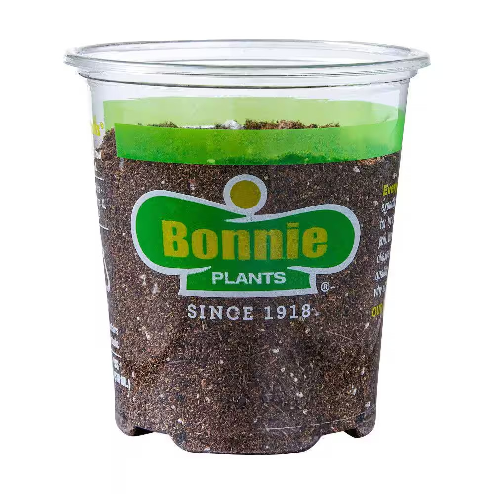 19 Oz. Peppermint Herb Plant (2-Pack)