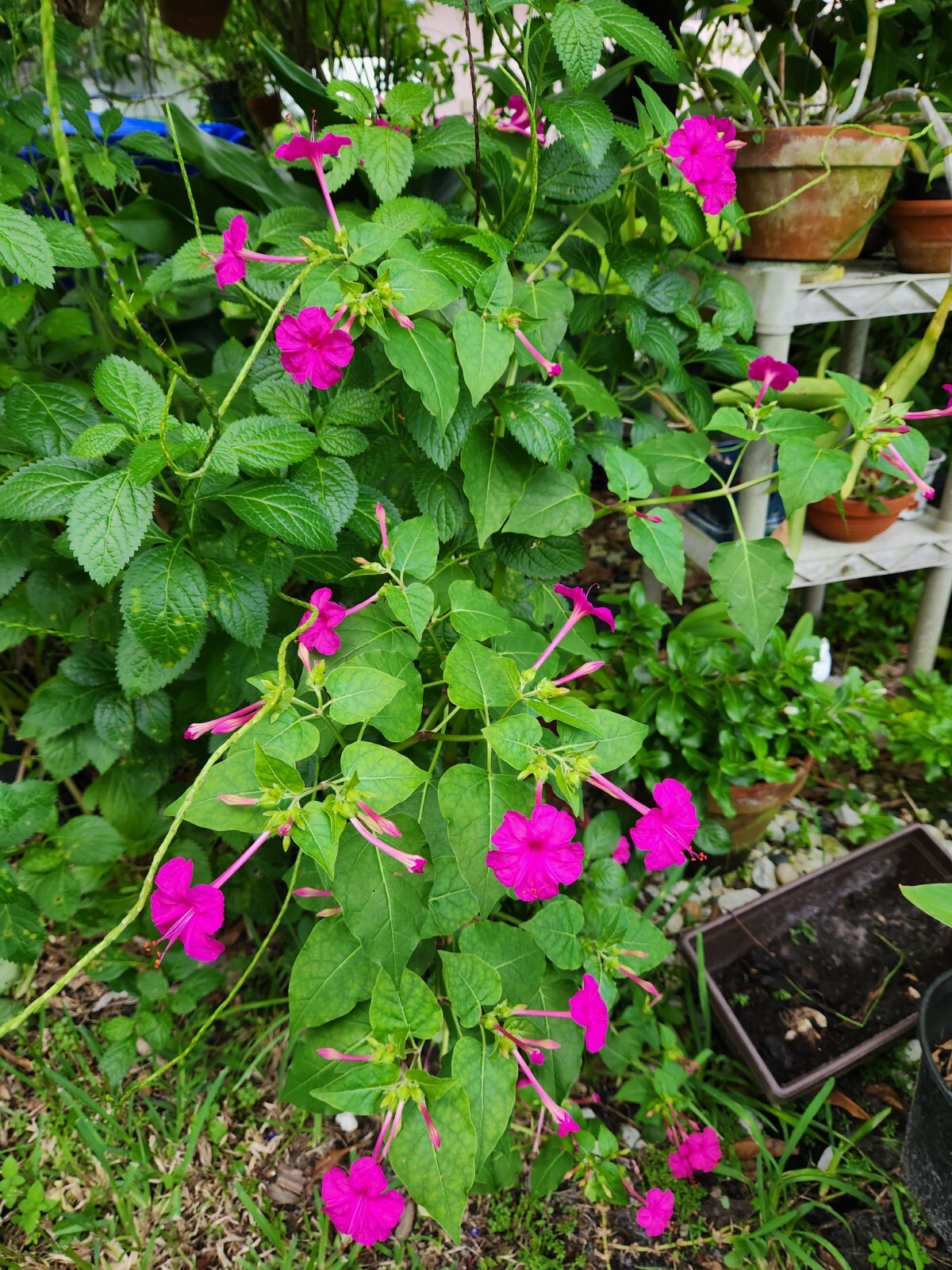 4 O’clock Live Plant, Mirabilis Jalapa Marvel of Peru, perennial!