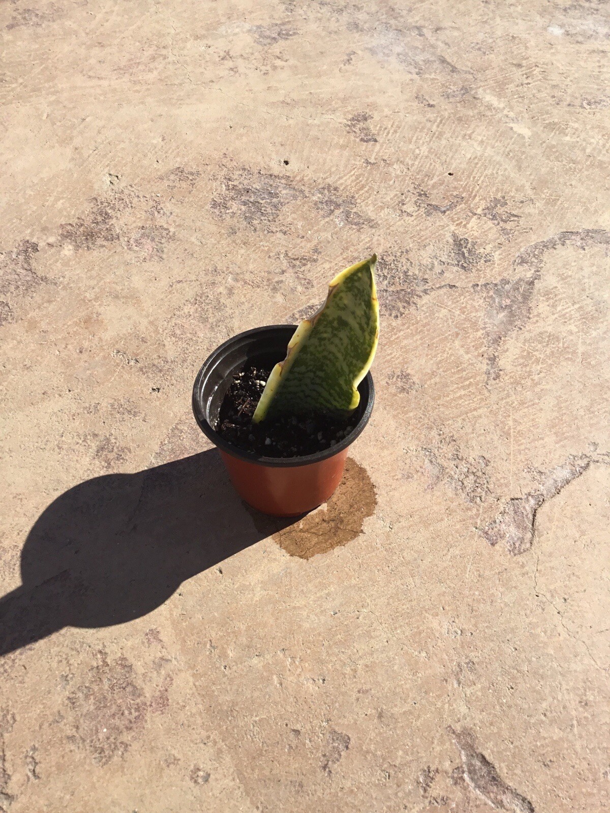 SNAKE PLANT (Sansevieria Zeylanica) Rooted Organic Filter USA Free