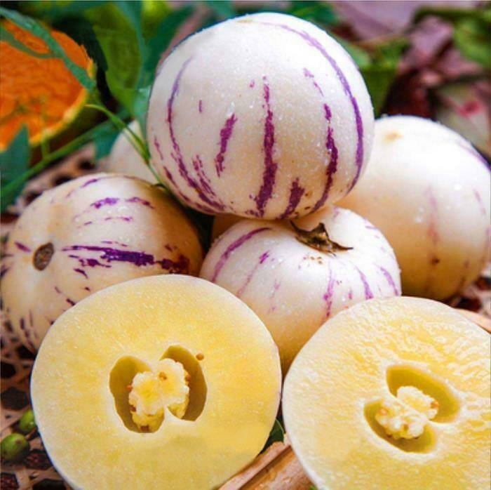 Pepino Melon seed Melon pear or sweet cucumber Exotic fruit 10 seeds.(#5736)