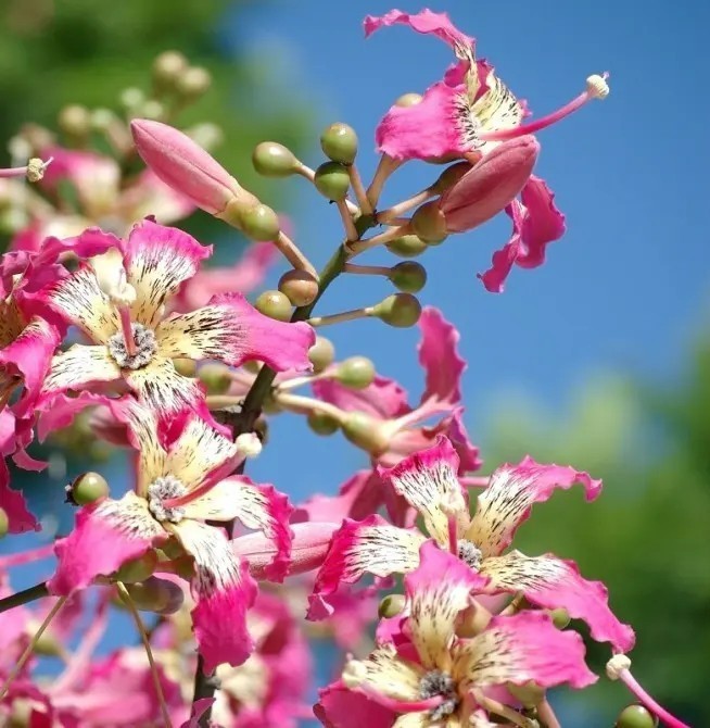 Shohin Silk Floss Live Tree Bonsai Ceiba Speciosa Orchid Like Flowering Bonsai