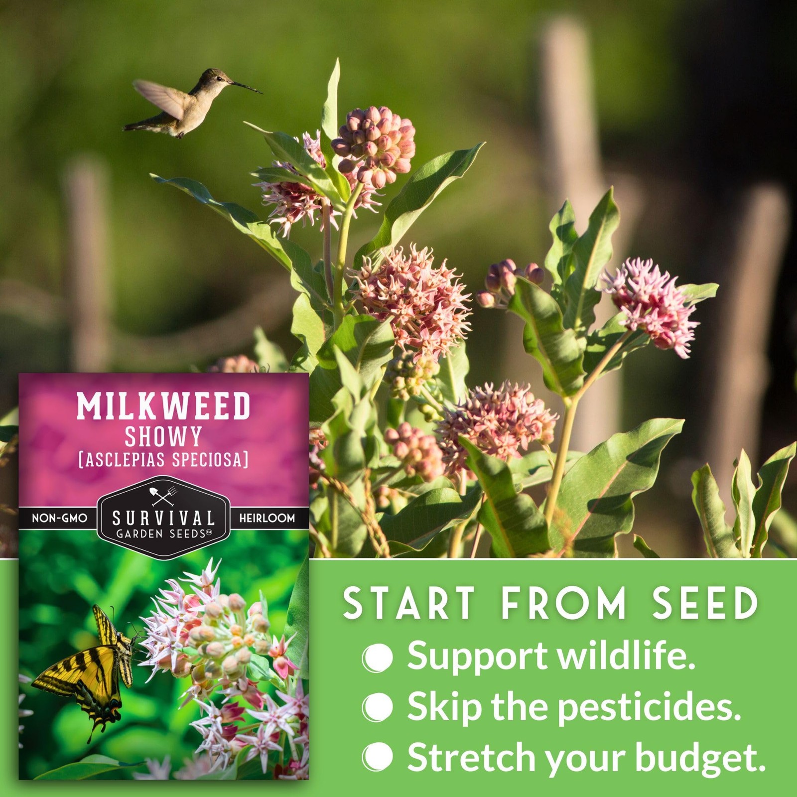 Showy Milkweed Seeds for Planting | Asclepias speciosa | Monarch Pink