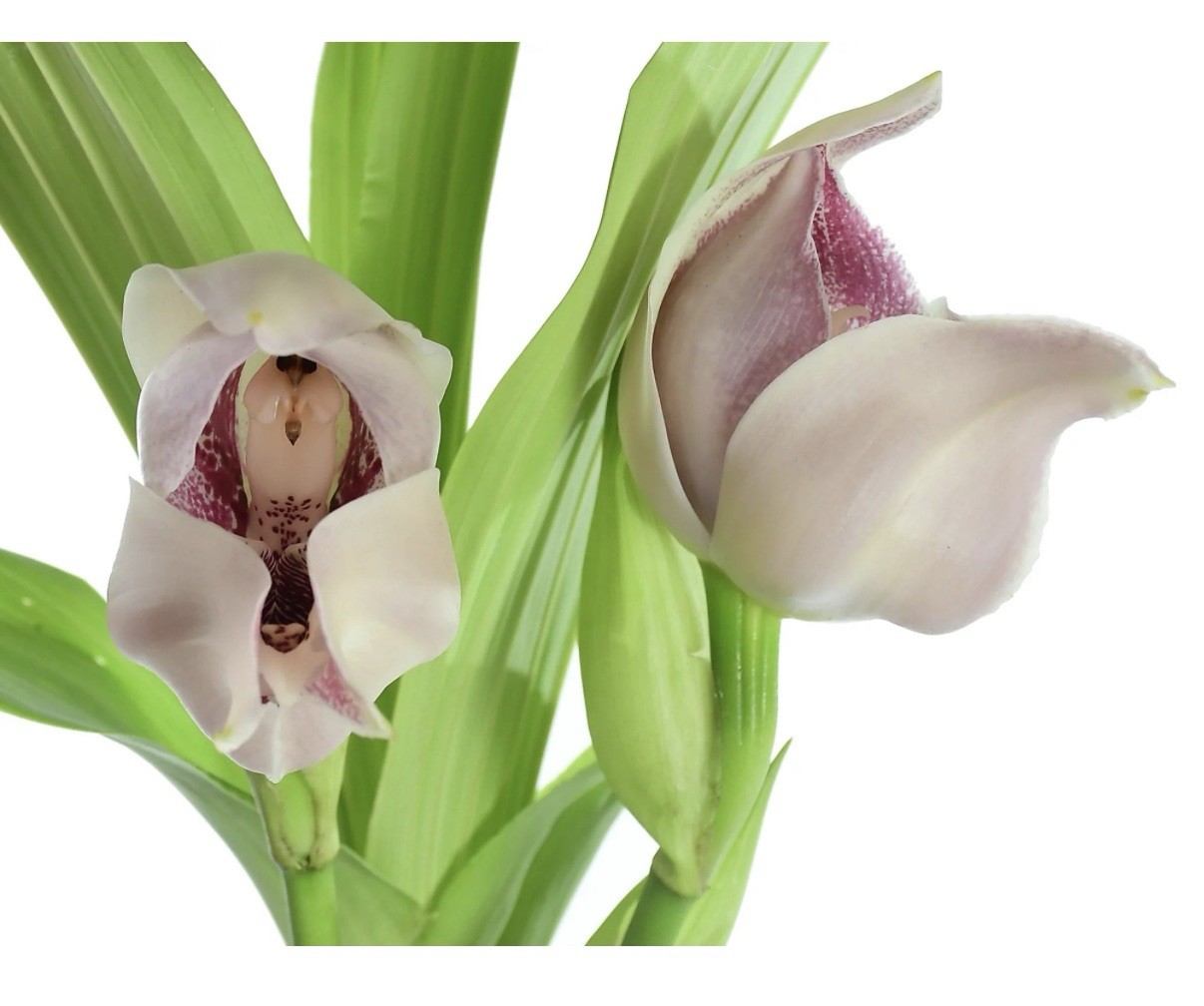 Anguloa X acostae Pink White Fragrant BS Orchid Hybrid 5.5” Pt Mature New Growth