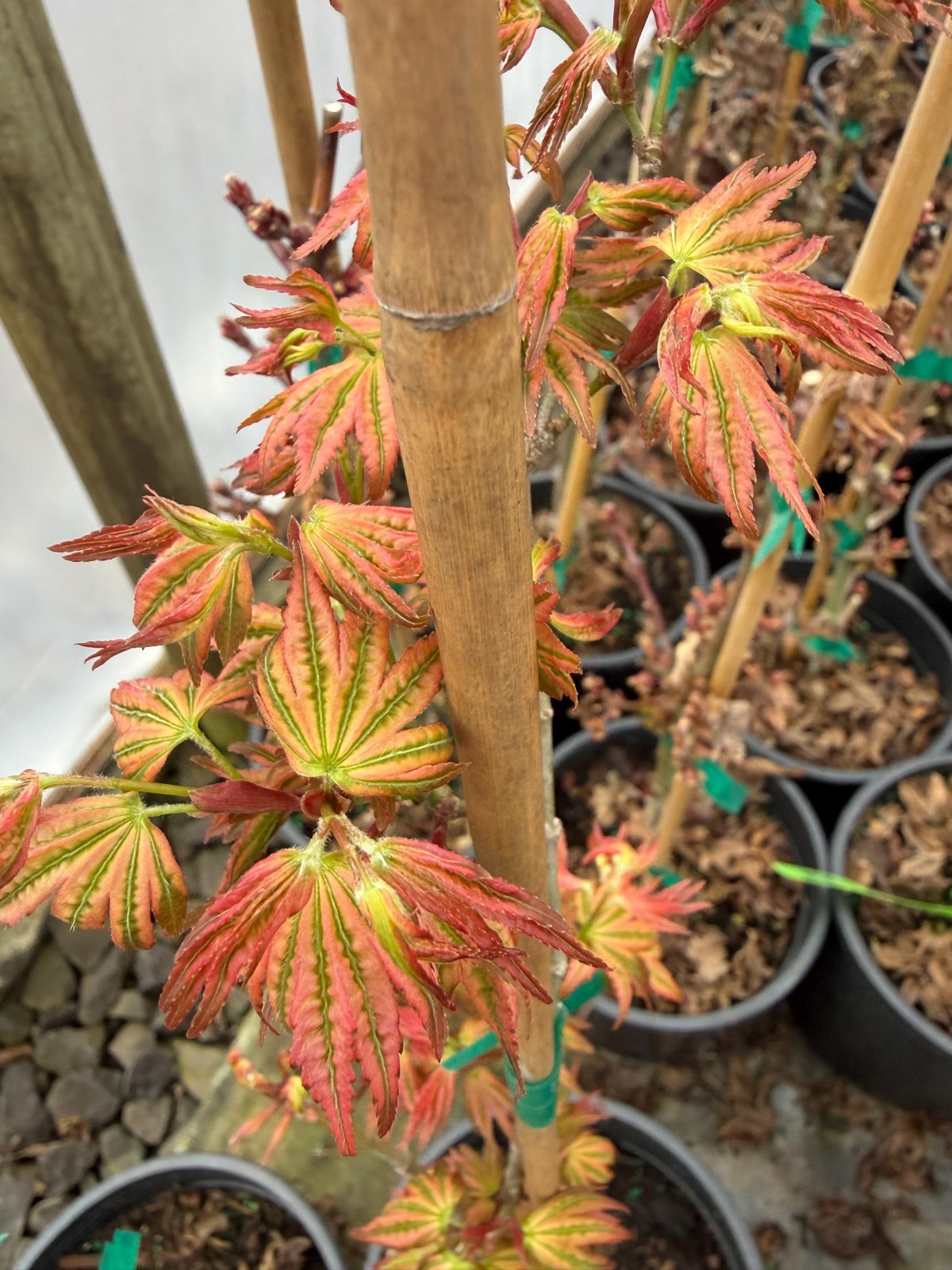 Ikandi Japanese Maple – Rare Pink Variegated Acer palmatum Tree – #1 Container