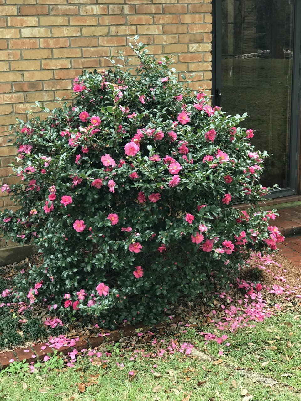 Camellia hiemalis ‘Shi Shi Gashira’/Shi Shi Sasanqua-3 inch Starter Pot