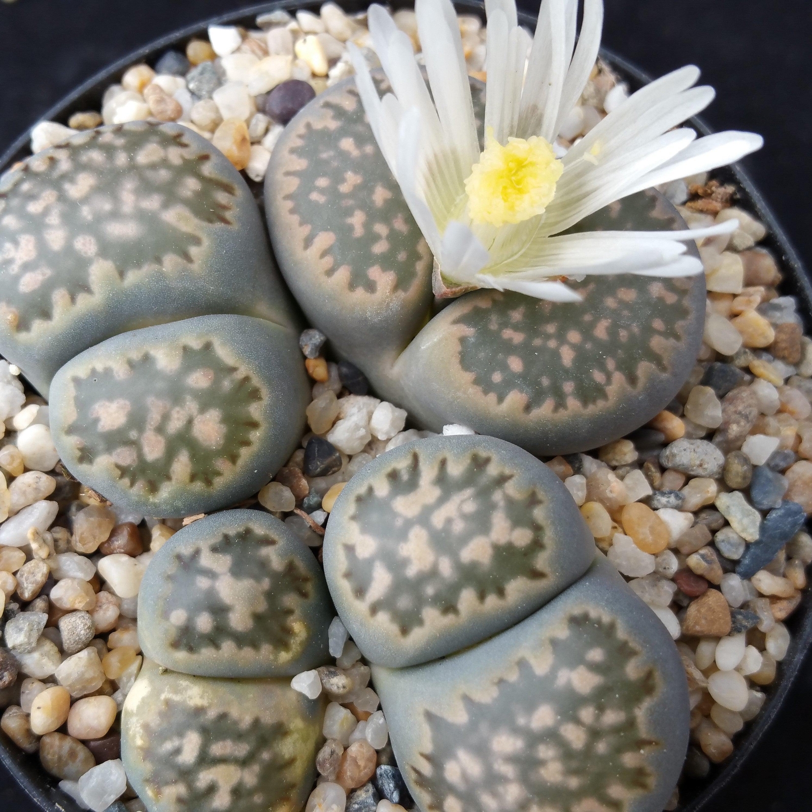 Lithops living stones cactus Cacti Succulent real live plant