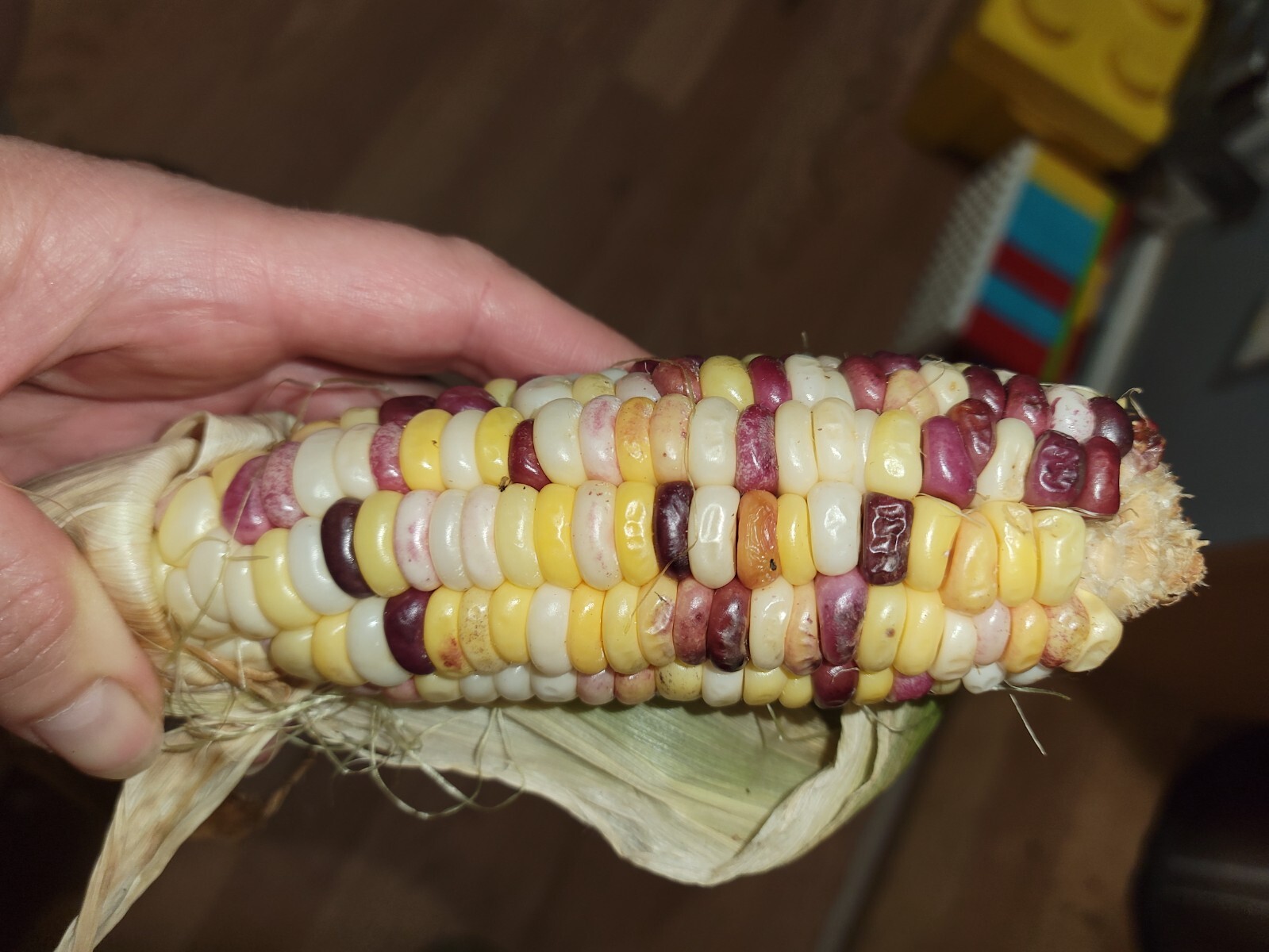35+ ORGANIC Sweet Corn seeds Festivity USA-Grown NC. multicolor. Colored. Indian