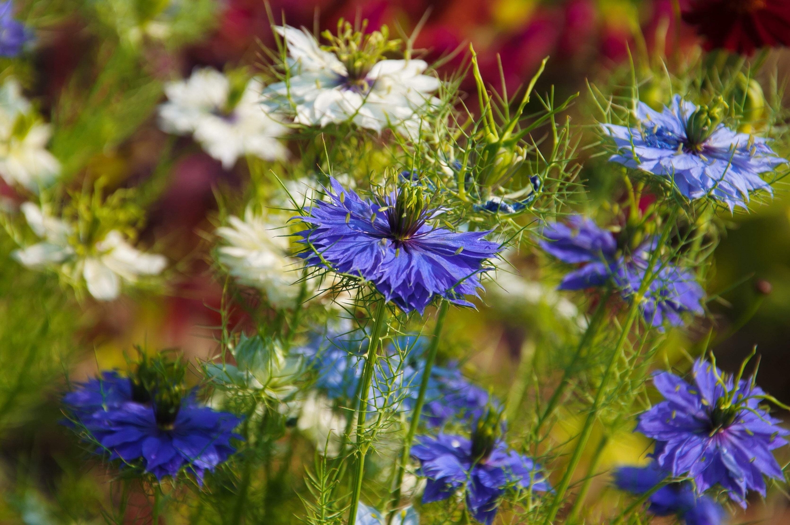 400 Blue & White LOVE IN A MIST Nigella Damascena Fennel Flower Seeds