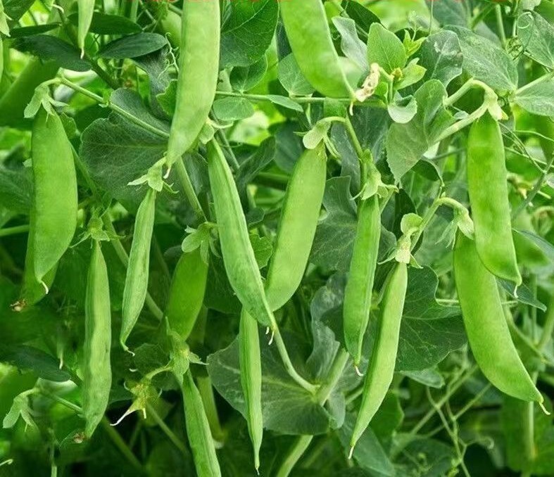 20+Seeds Snow Pea Chinese sugar Snap Pod peas Mammoth Melting Sugar Pod Pea USA