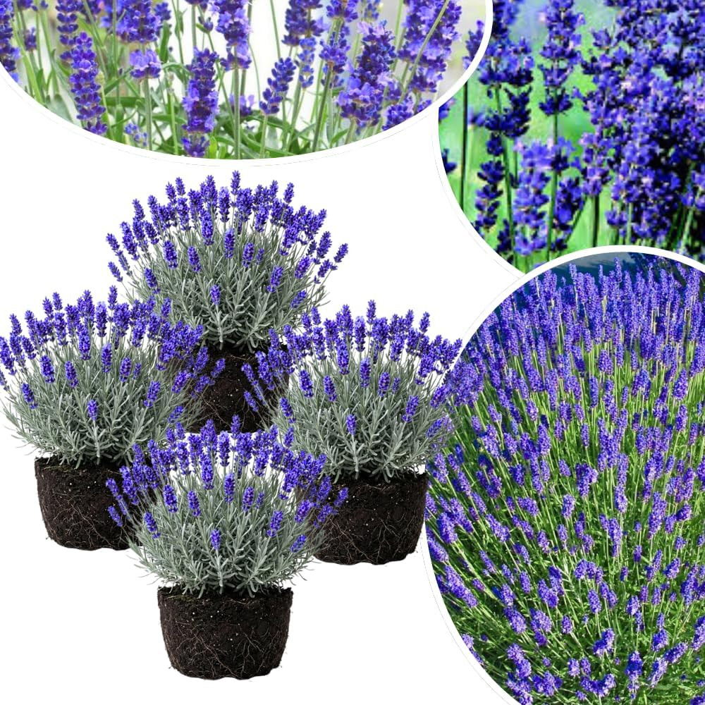 3 Plugs Lavender Plants Live Starter Plants 1-3″ in Tall, Hardy Perennial Lavend