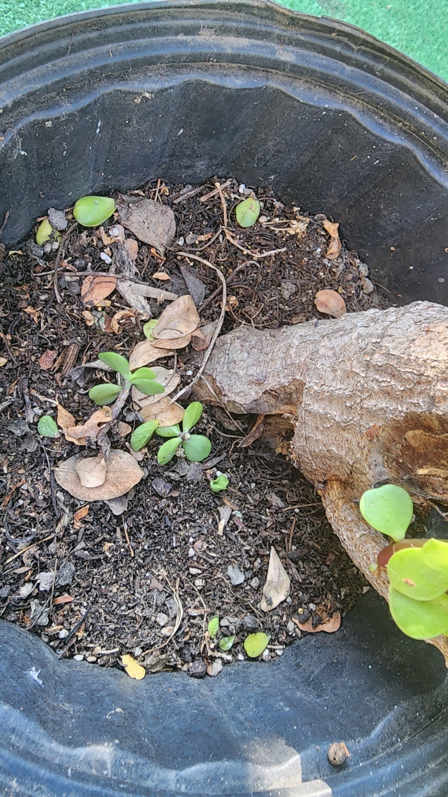 Large Portulacaria Afra 30″tall,Fat and Mature trunk,shipping bare roots.