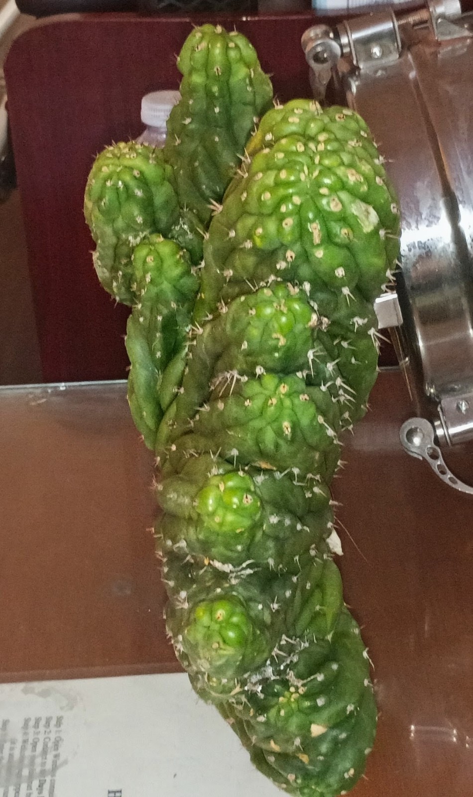 Crested Opuntia Cactus Cutting Green – Clumping Broadleaf, Full Sun, 1 Pack